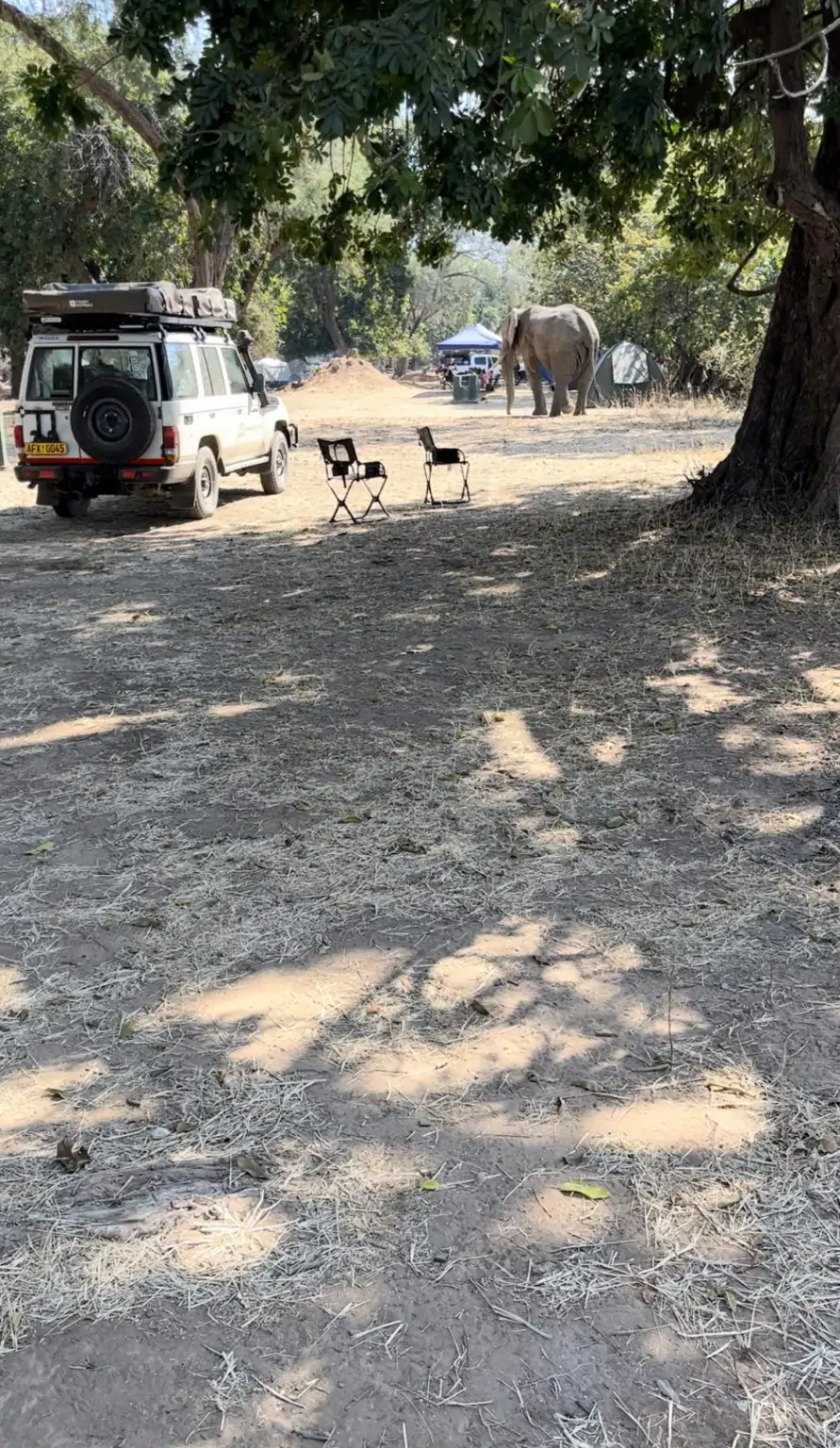 Nyamepi lors d'un safari à Mana Pools au Zimbabwe
