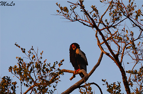 Aigle bateleur lors d'un safari à Skukuza dans le parc national Kruger en Afrique du Sud