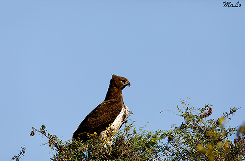Aigle martial lors d'un safari à Satara dans le parc national Kruger en Afrique du Sud
