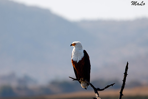 Aigle pecheur lors d'un safari dans le parc Pilanesberg en Afrique du Sud
