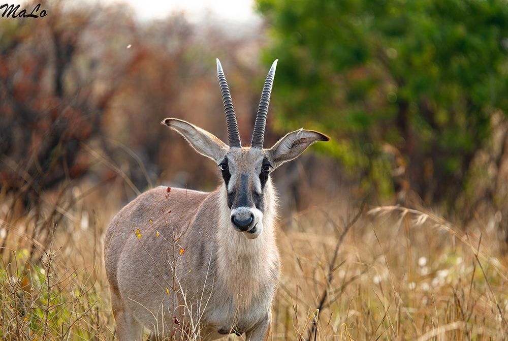 Antilope rouanne lors d'un safari dans le parc national Hwange au Zimbabwe