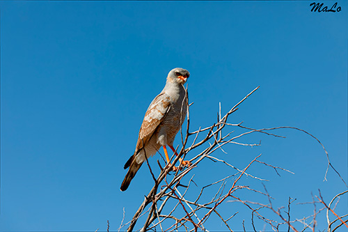 Autour chanteur lors d'un safari au Kgalagadi en Afrique du Sud