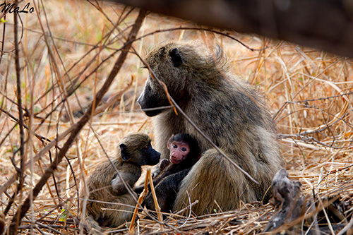 Babouin lors d'un safari à Hwange au Zimbabwe