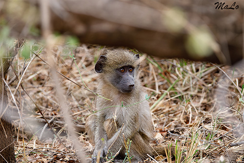 Bebe hyene lors d'un safari à Shingwedzi dans le parc national Kruger en Afrique du Sud