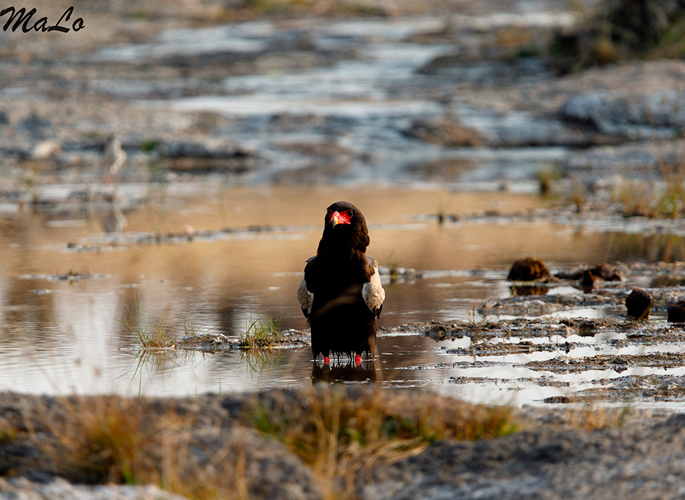 Bateleur lors d'un safari dans le parc Hwange au Zimbabwe
