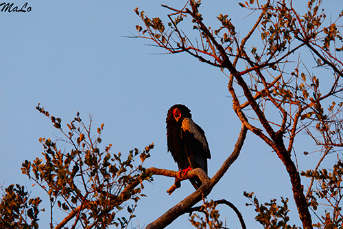 Aigle bateleur lors d'un safari dans le parc Kruger en Afrique du Sud