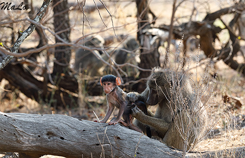 Bebe babouin lors d'un safari à Shingwedzi dans le parc national Kruger en Afrique du Sud