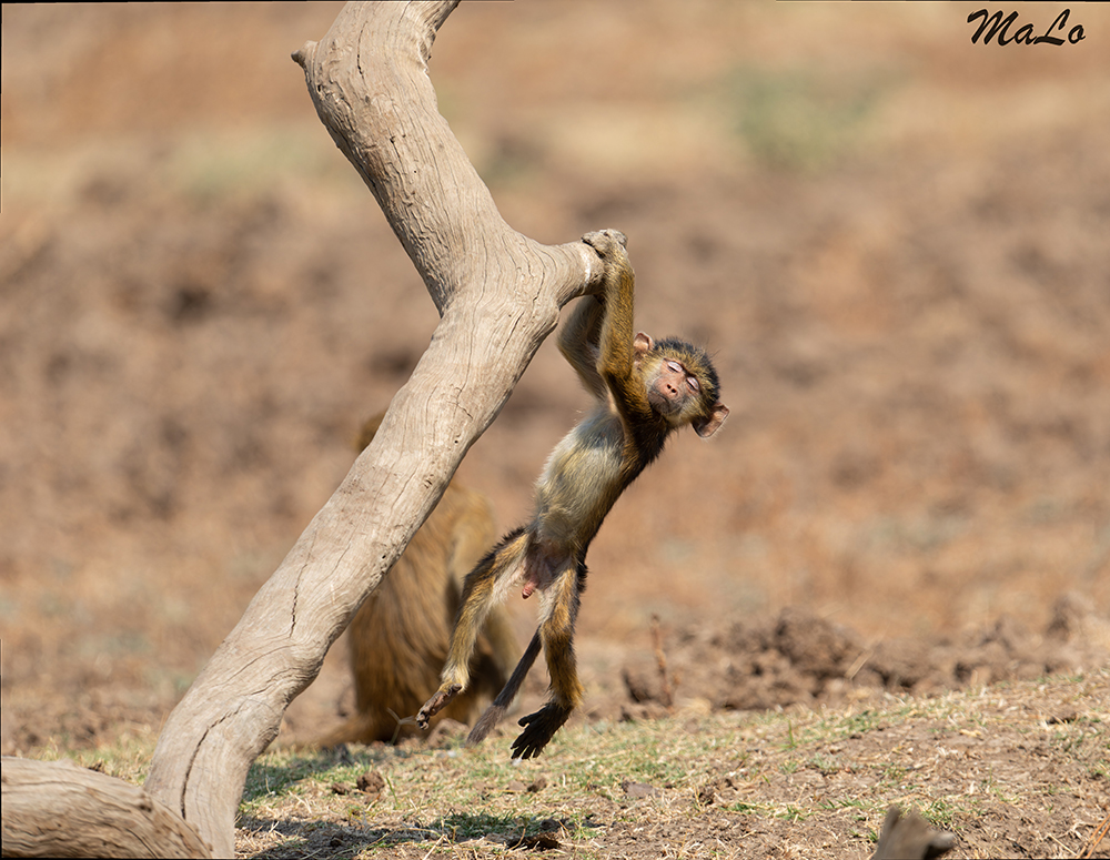 Bebe babouin lors d'un safari dans le parc national South Luangwa en Zambie