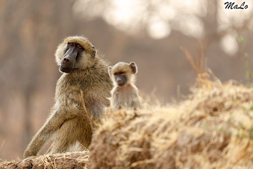 Bebe babouin lors d'un safari dans le parc national South Luangwa en Zambie