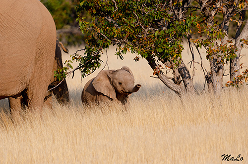 Bebe elephant lors d'un safari en Namibie