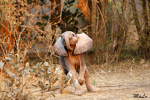 Bebe elephant lors d'un safari dans le parc national South Luangwa en Zambie