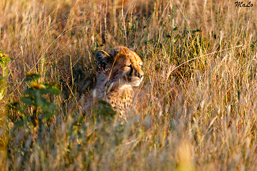 Bebe guepard à Onguma lors d'un safari à Etosha en Namibie