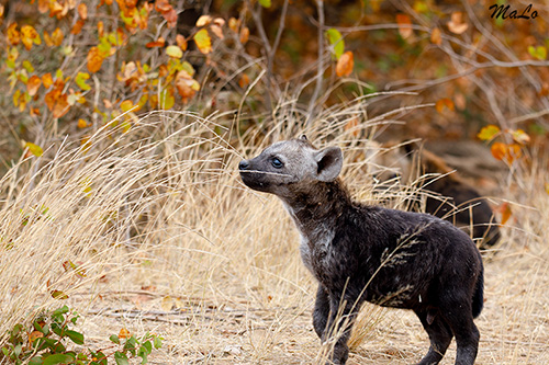 Bebe hyene lors d'un safari à Shingwedzi dans le parc national Kruger en Afrique du Sud