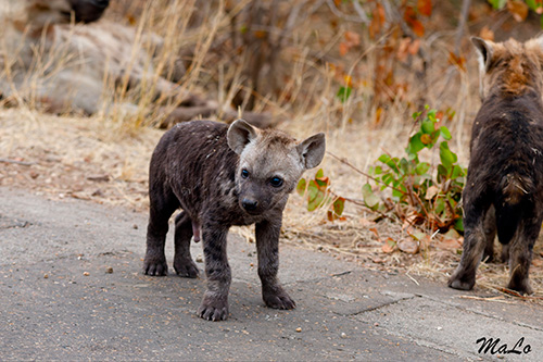 Bebe hyene tachetee lors d'un safari au Kruger en Afrique du Sud