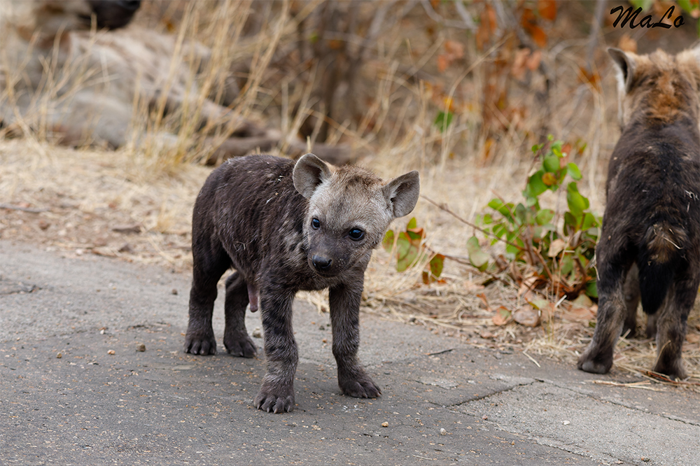 Bebe hyene lors d'un safari à Shingwedzi dans le parc national Kruger en Afrique du Sud