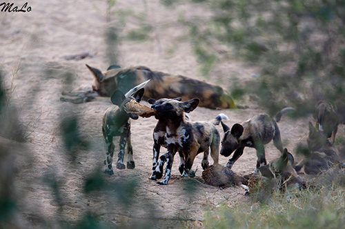 Bebe lycaon lors d'un safari dans le parc Kruger en Afrique du Sud