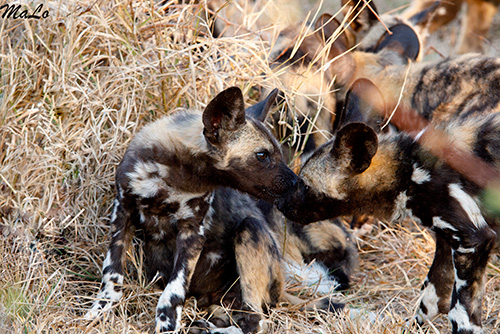 Bebe lycaon lors d'un safari au Kruger en Afrique du Sud