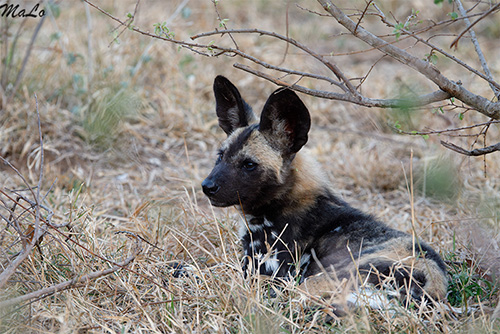 Bebes lycaons lors d'un safari à Skukuza dans le parc national Kruger en Afrique du Sud