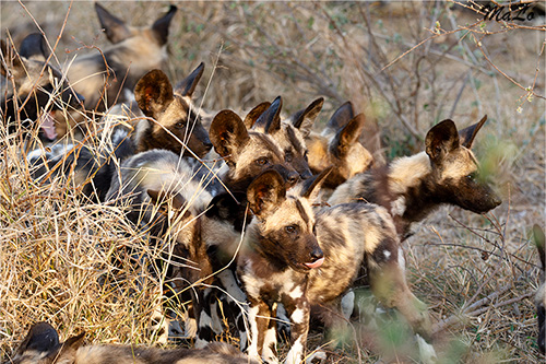 Bebes lycaons lors d'un safari à Skukuza dans le parc national Kruger en Afrique du Sud