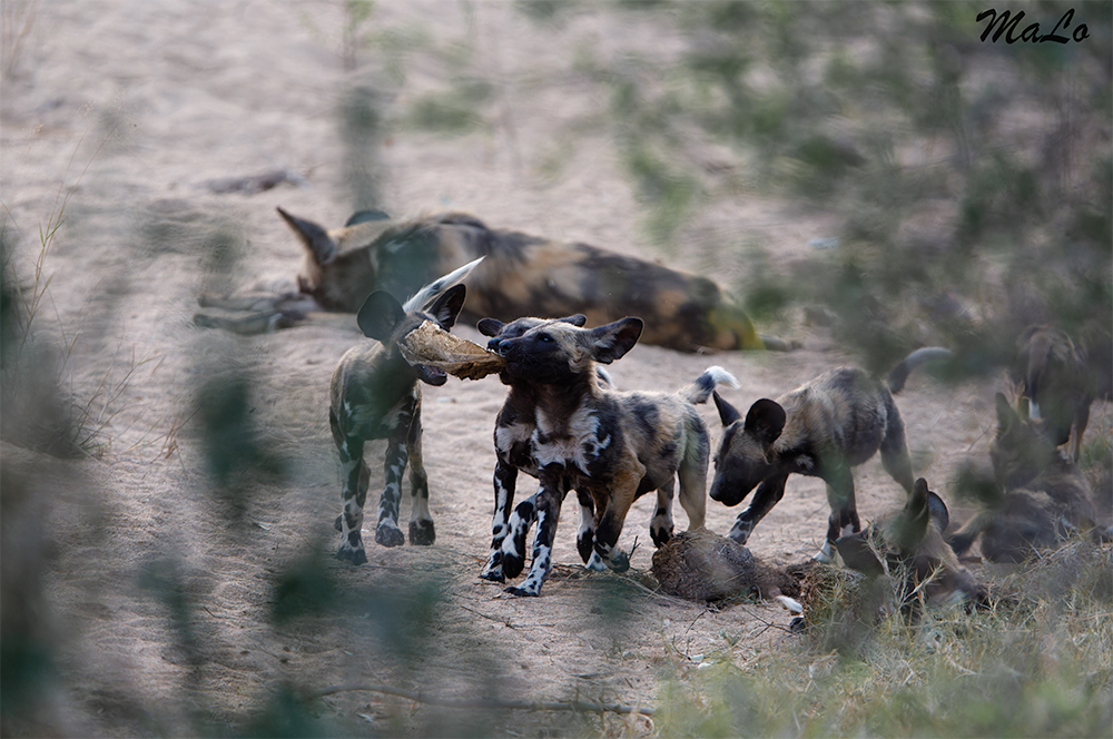 Bebes lycaons lors d'un safari à Skukuza dans le parc national Kruger en Afrique du Sud