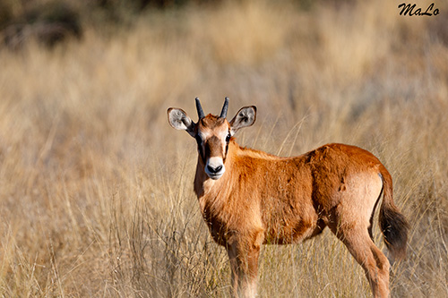 Bebe oryx lors d'un safari au Kgalagadi en Afrique du Sud