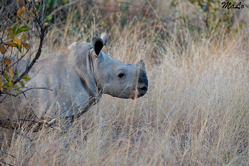 Bébé rhinocéros blanc dans le parc Pilanesberg en Afrique du Sud