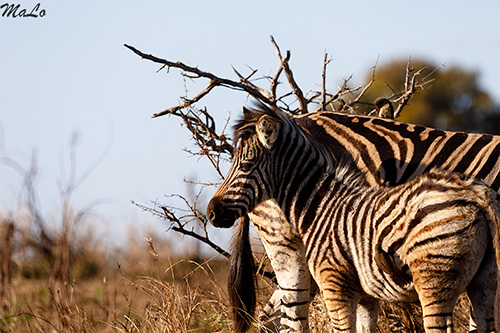 Bebe zebre lors d'un safari à Satara dans le parc national Kruger en Afrique du Sud
