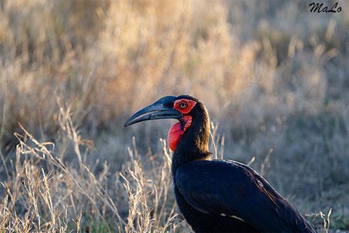 Calao Bucorve lors d'un safari à Satara dans le parc national Kruger en Afrique du Sud