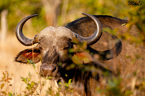 Buffle du cap lors d'un safari au Kruger en Afrique du Sud