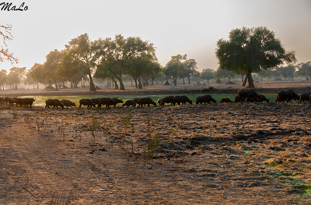 Buffle dans le parc national Mana Pools au Zimbabwe