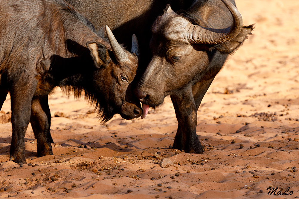Buffle du cap dans le parc national Waterberg en Namibie