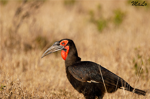 Calao Bucorve lors d'un safari à Skukuza dans le parc national Kruger en Afrique du Sud