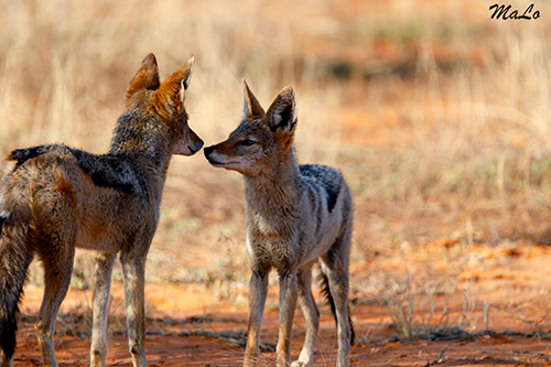 Chacal a chabraque lors d'un safari dans le Kgalagadi en Afrique du Sud