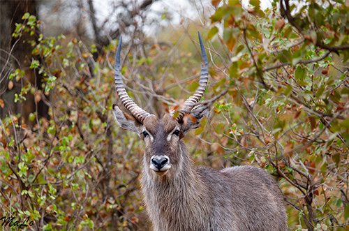 Cobe a croissant lors d'un safari à Shingwedzi dans le parc national Kruger en Afrique du Sud