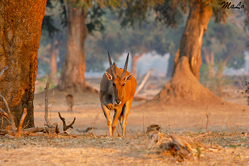 Eland du cap dans le parc national Mana Pools au Zimbabwe