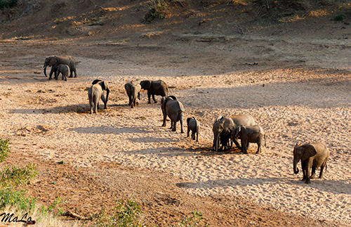Elephant lors d'un safari au Kruger en Afrique du Sud