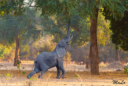 Elephant dans le parc national Mana Pools au Zimbabwe