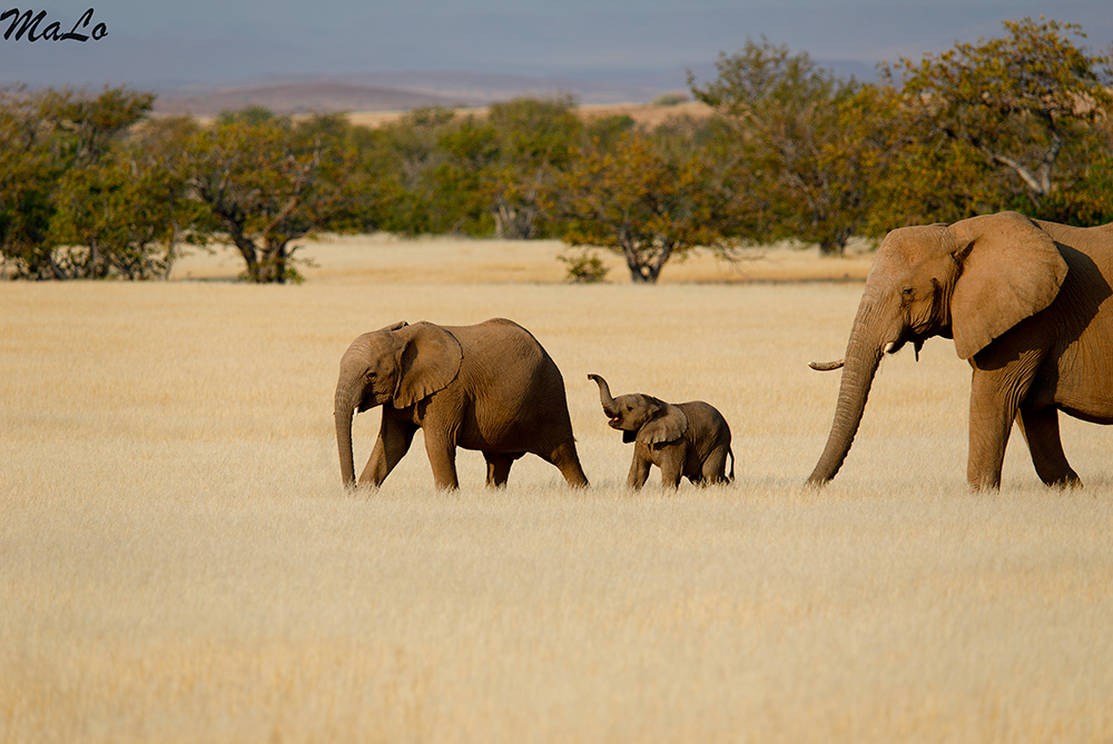 Elephant du desert dans la reserve privee de Palmwag en Namibie