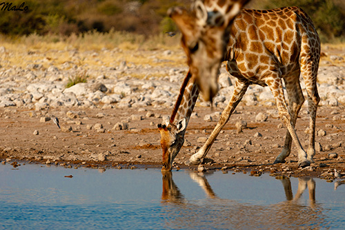 Girafe lors d'un safari à Etosha en Namibie