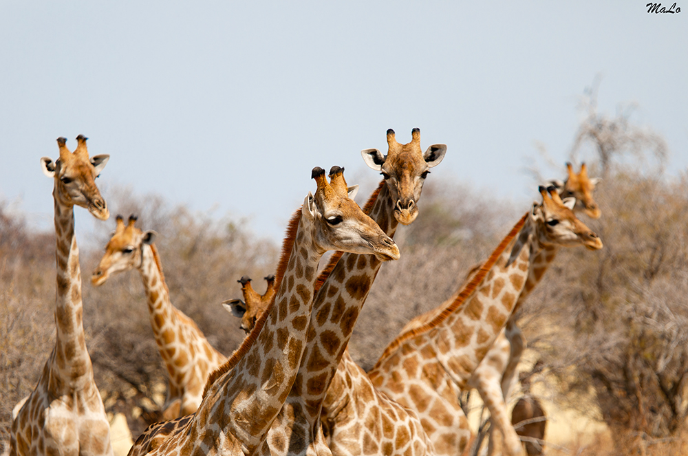 Girafe dans le parc national d'Etosha en Namibie