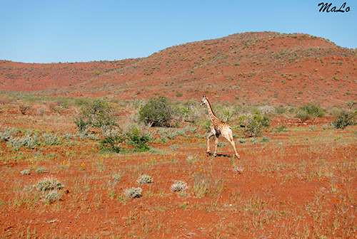 Girafe lors d'un safari à Palmwag en Namibie