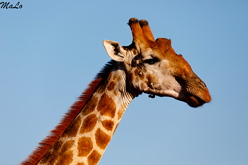 Girafe lors d'un safari dans le parc Pilanesberg en Afrique du Sud