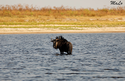 Gnou lors d'un safari dans le parc national Liuwa en Zambie