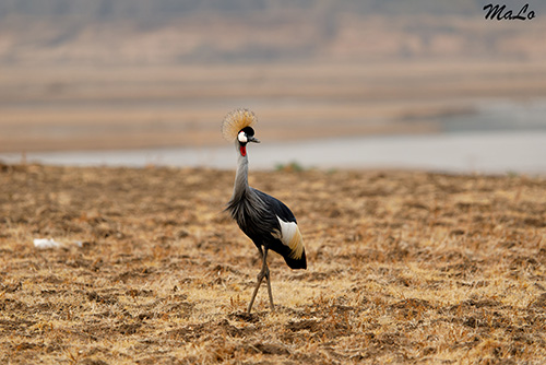 Grue couronnee lors d'un safari dans le parc national South Luangwa en Zambie