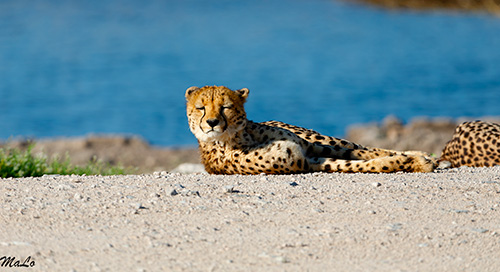 Guepard lors d'un safari à Etosha en Namibie
