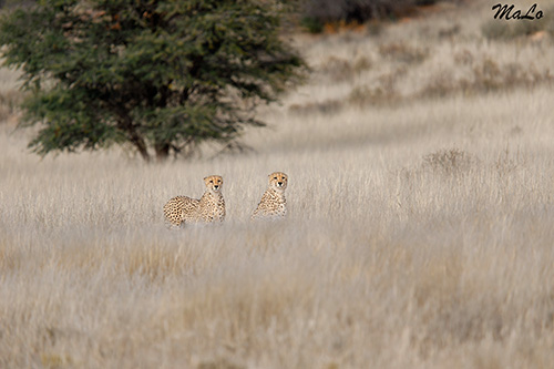 Guepard lors d'un safari au Kgalagadi en Afrique du Sud