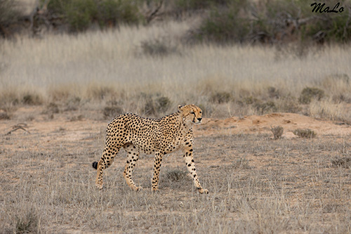 Guepard lors d'un safari au Kgalagadi en Afrique du Sud