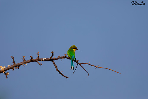 Guepier arc-en-ciel lors d'un safari au Waterberg en Namibie