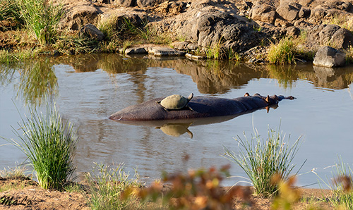 Hippopotame et tortue lors d'un safari à Shingwedzi dans le parc national Kruger en Afrique du Sud