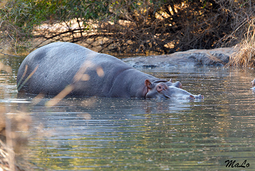 Hippopotame lors d'un safari dans le parc Pilanesberg en Afrique du Sud